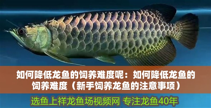如何降低龍魚(yú)的飼養(yǎng)難度呢：如何降低龍魚(yú)的飼養(yǎng)難度（新手飼養(yǎng)龍魚(yú)的注意事項(xiàng)）