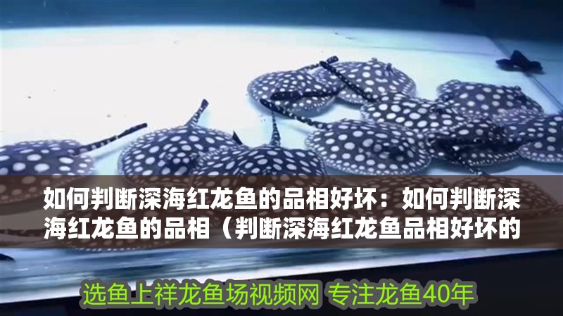 如何判斷深海紅龍魚的品相好壞：如何判斷深海紅龍魚的品相（判斷深海紅龍魚品相好壞的幾個(gè)關(guān)鍵指標(biāo)判斷深海紅龍魚品相好壞）