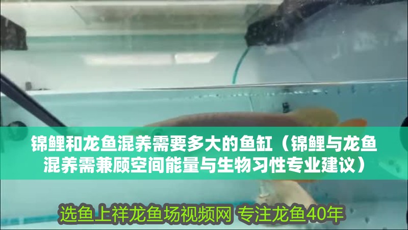 錦鯉和龍魚混養需要多大的魚缸（錦鯉與龍魚混養需兼顧空間能量與生物習性專業建議）