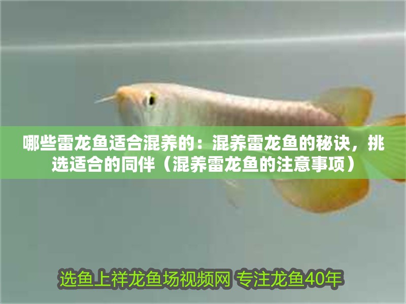 哪些雷龍魚適合混養(yǎng)的：混養(yǎng)雷龍魚的秘訣，挑選適合的同伴（混養(yǎng)雷龍魚的注意事項）