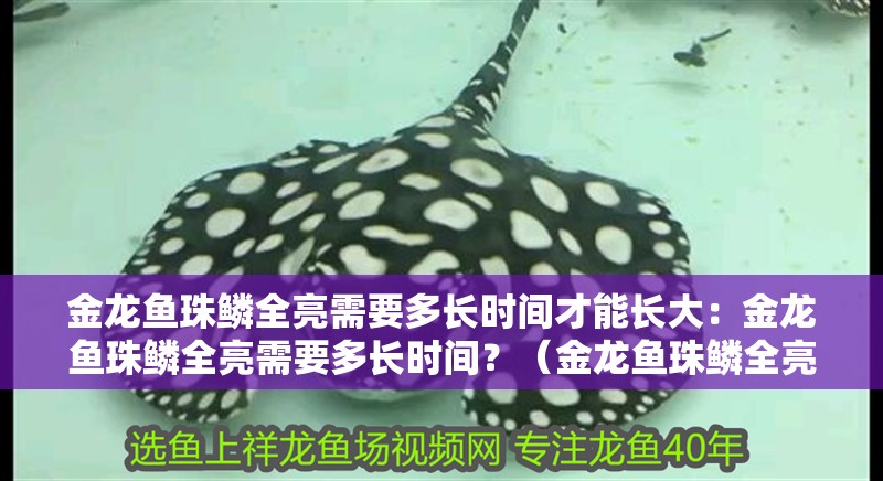 金龍魚珠鱗全亮需要多長時間才能長大：金龍魚珠鱗全亮需要多長時間？（金龍魚珠鱗全亮需要多長時間呢？）