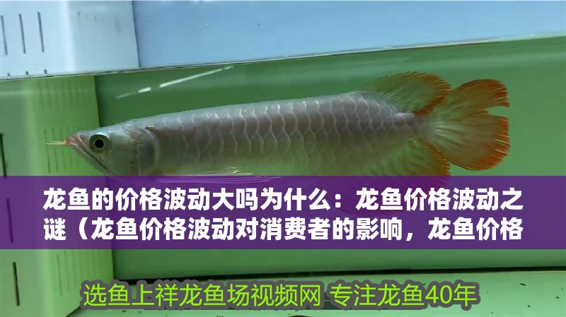 龍魚的價格波動大嗎為什么：龍魚價格波動之謎（龍魚價格波動對消費者的影響，龍魚價格波動對市場的影響）