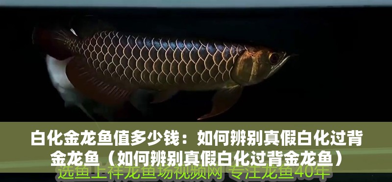 白化金龍魚值多少錢：如何辨別真假白化過背金龍魚（如何辨別真假白化過背金龍魚）