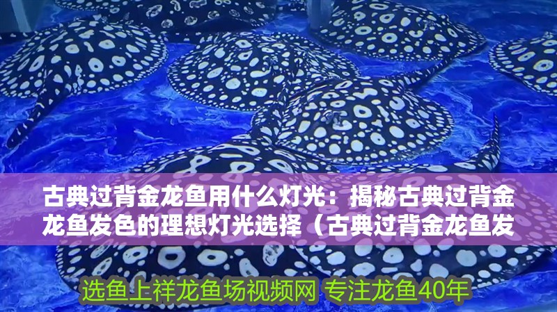 古典過背金龍魚用什么燈光：揭秘古典過背金龍魚發(fā)色的理想燈光選擇（古典過背金龍魚發(fā)色的燈具選擇）