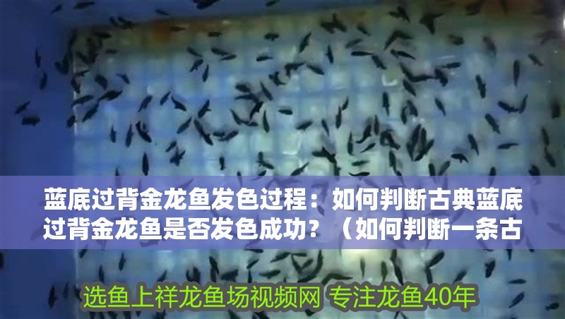 藍底過背金龍魚發色過程：如何判斷古典藍底過背金龍魚是否發色成功？（如何判斷一條古典藍底過背金龍魚是否已經成功發色）