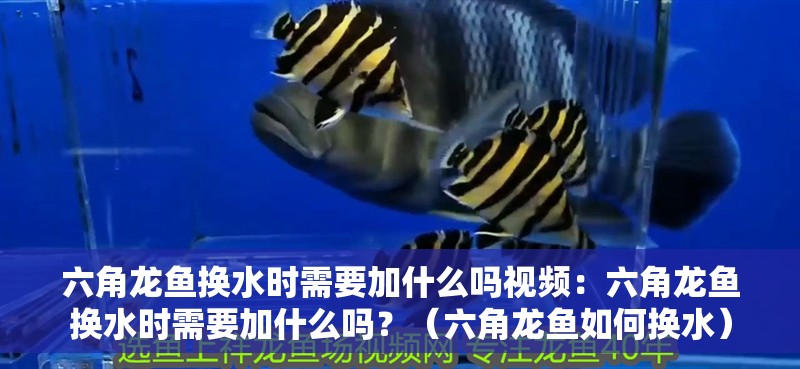 六角龍魚換水時需要加什么嗎視頻：六角龍魚換水時需要加什么嗎？（六角龍魚如何換水）