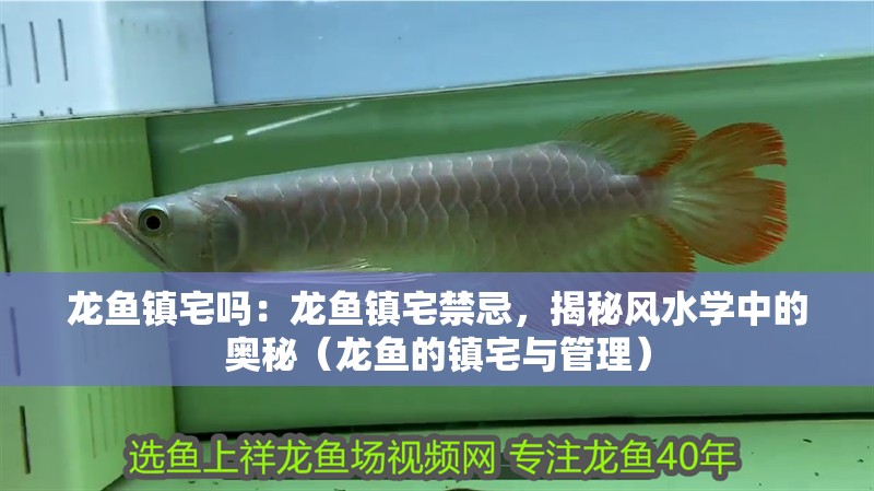 龍魚鎮宅嗎：龍魚鎮宅禁忌，揭秘風水學中的奧秘（龍魚的鎮宅與管理）