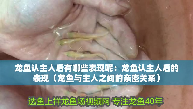 龍魚認主人后有哪些表現呢：龍魚認主人后的表現（龍魚與主人之間的親密關系） 龍魚認主人后有哪些表現呢：龍魚認主人后的表現（龍魚與主人之間的親密關系） 水族問答