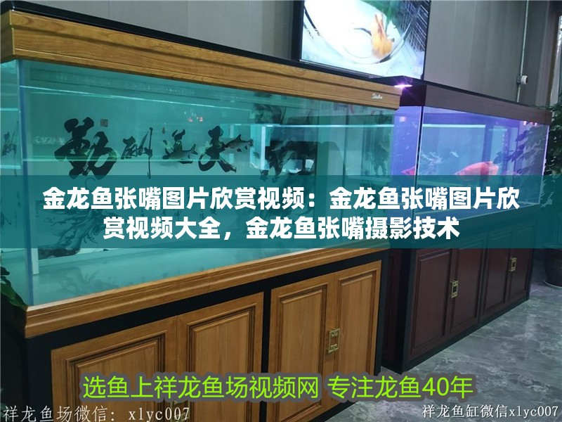 金龍魚張嘴圖片欣賞視頻：金龍魚張嘴圖片欣賞視頻大全，金龍魚張嘴攝影技術