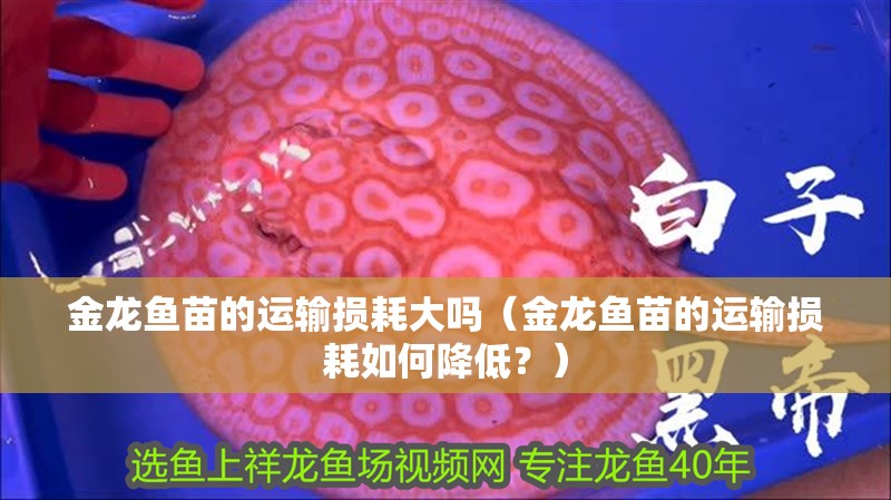 給大魚缸換水的作文:體驗給大魚缸換水的樂趣:體驗給大魚缸換水:給大魚缸換水的作文 金龍魚苗的運輸損耗大嗎(金龍魚苗的運輸損耗如何降低?) 龍魚百科 金龍魚苗的運輸損耗大嗎(金龍魚苗的運輸損耗如何降低?) 金龍魚苗的運輸損耗大嗎(金龍魚苗的運輸損耗如何降低?) 龍魚百科