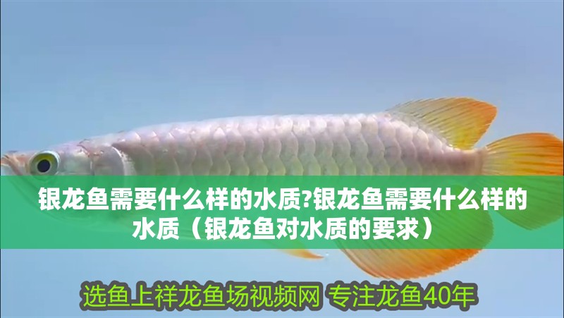 銀龍魚需要什么樣的水質?銀龍魚需要什么樣的水質（銀龍魚對水質的要求） 銀龍魚需要什么樣的水質?銀龍魚需要什么樣的水質（銀龍魚對水質的要求） 水族問答