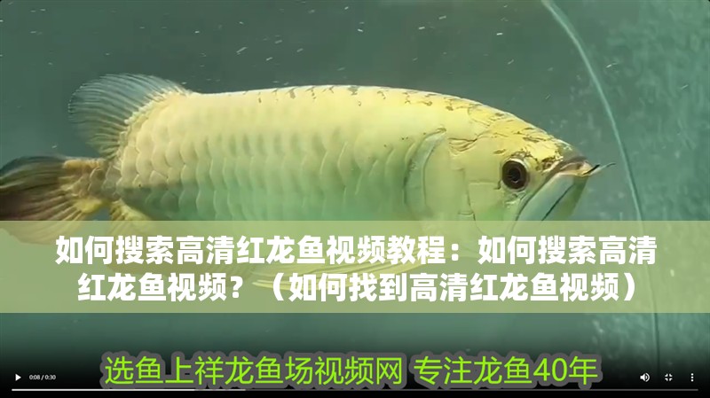 如何搜索高清紅龍魚視頻教程：如何搜索高清紅龍魚視頻？（如何找到高清紅龍魚視頻）