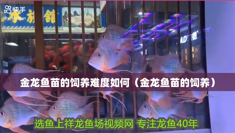 金龍魚苗的飼養難度如何（金龍魚苗的飼養）