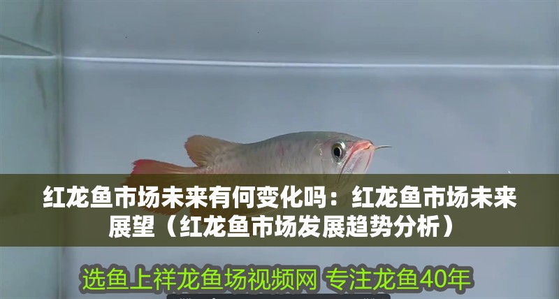 紅龍魚市場未來有何變化嗎：紅龍魚市場未來展望（紅龍魚市場發展趨勢分析）
