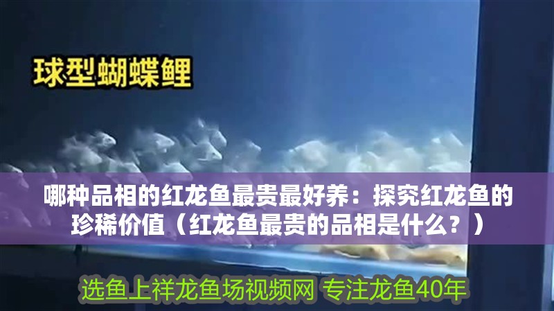 哪種品相的紅龍魚最貴最好養(yǎng)：探究紅龍魚的珍稀價(jià)值（紅龍魚最貴的品相是什么？）
