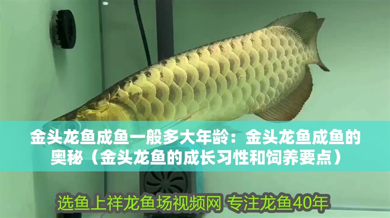 金頭龍魚成魚一般多大年齡：金頭龍魚成魚的奧秘（金頭龍魚的成長習性和飼養要點）