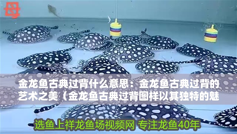 金龍魚古典過背什么意思：金龍魚古典過背的藝術之美（金龍魚古典過背圖樣以其獨特的魅力和深厚的文化內涵）
