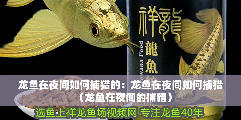 龍魚在夜間如何捕獵的：龍魚在夜間如何捕獵（龍魚在夜間的捕獵）