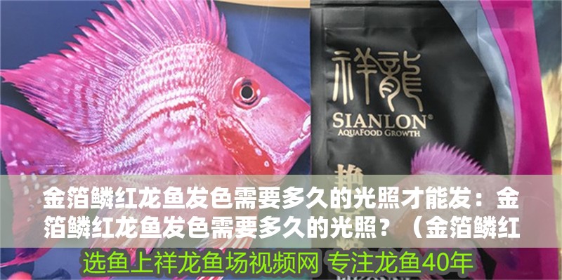 金箔鱗紅龍魚發色需要多久的光照才能發：金箔鱗紅龍魚發色需要多久的光照？（金箔鱗紅龍魚發色的基本原理）