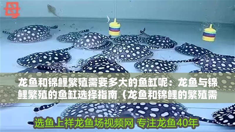 龍魚和錦鯉繁殖需要多大的魚缸呢：龍魚與錦鯉繁殖的魚缸選擇指南（龍魚和錦鯉的繁殖需求）