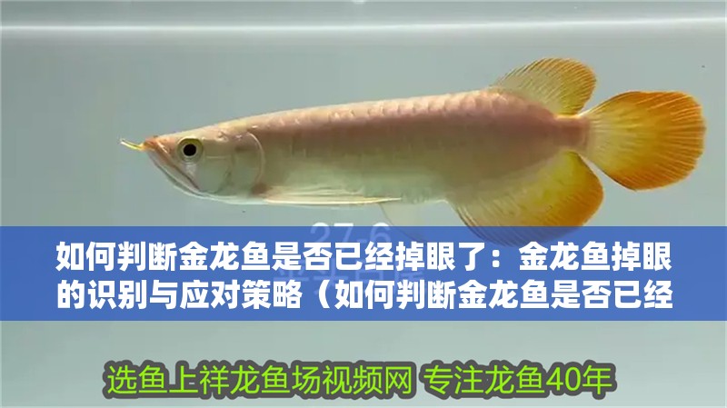 如何判斷金龍魚是否已經掉眼了：金龍魚掉眼的識別與應對策略（如何判斷金龍魚是否已經掉眼）