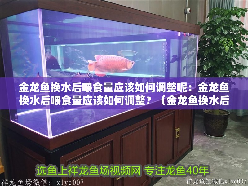 金龍魚換水后喂食量應該如何調整呢：金龍魚換水后喂食量應該如何調整？（金龍魚換水后如何調整喂食量）