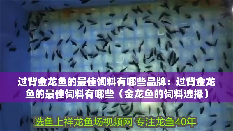 過背金龍魚的最佳飼料有哪些品牌：過背金龍魚的最佳飼料有哪些（金龍魚的飼料選擇）