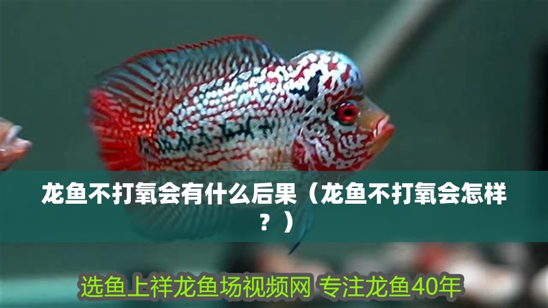 龍魚(yú)不打氧會(huì)有什么后果（龍魚(yú)不打氧會(huì)怎樣？）