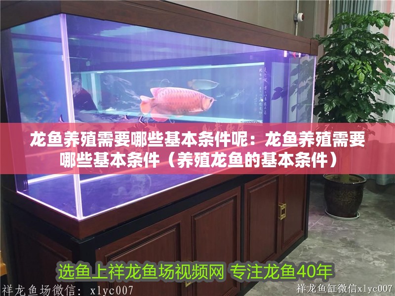 龍魚養殖需要哪些基本條件呢：龍魚養殖需要哪些基本條件（養殖龍魚的基本條件）
