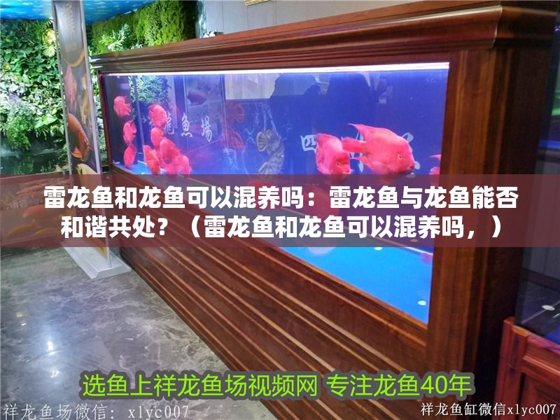 雷龍魚和龍魚可以混養嗎：雷龍魚與龍魚能否和諧共處？（雷龍魚和龍魚可以混養嗎，） 雷龍魚和龍魚可以混養嗎：雷龍魚與龍魚能否和諧共處？（雷龍魚和龍魚可以混養嗎，） 水族問答