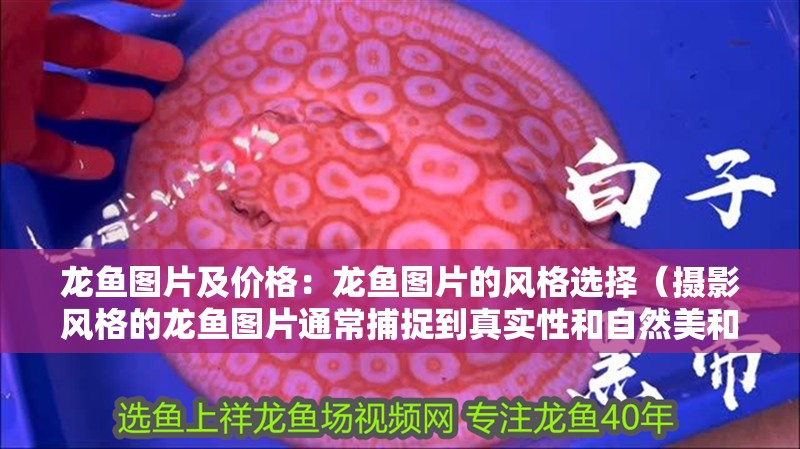 龍魚圖片及價格：龍魚圖片的風格選擇（攝影風格的龍魚圖片通常捕捉到真實性和自然美和自然美）