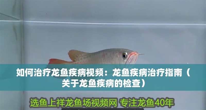 如何治療龍魚疾病視頻：龍魚疾病治療指南（關(guān)于龍魚疾病的檢查）
