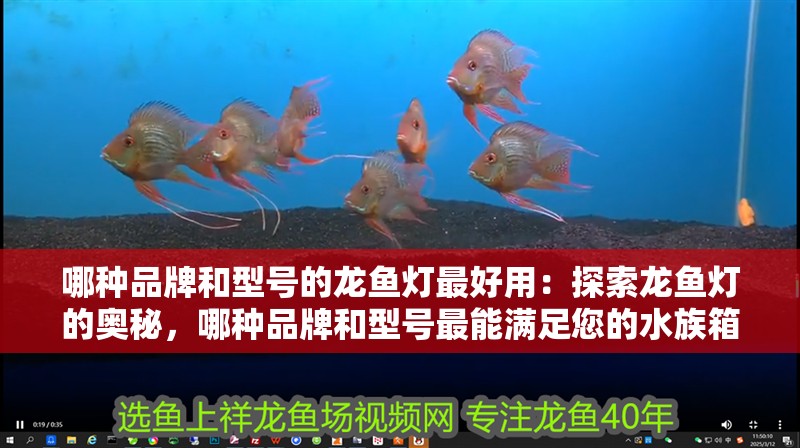 哪種品牌和型號的龍魚燈最好用：探索龍魚燈的奧秘，哪種品牌和型號最能滿足您的水族箱需求？（龍魚燈的選擇）