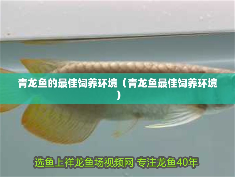 魚缸用增氧泵價(jià)格是多少:魚缸增氧機(jī)-xtrac增氧機(jī)-xtrac增氧機(jī) 青龍魚的最佳飼養(yǎng)環(huán)境(青龍魚最佳飼養(yǎng)環(huán)境) 龍魚百科 青龍魚的最佳飼養(yǎng)環(huán)境(青龍魚最佳飼養(yǎng)環(huán)境) 青龍魚的最佳飼養(yǎng)環(huán)境(青龍魚最佳飼養(yǎng)環(huán)境) 龍魚百科