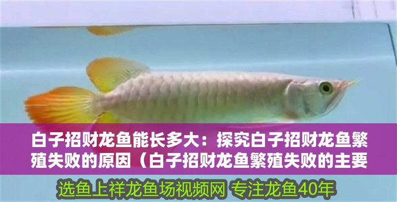 白子招財龍魚能長多大：探究白子招財龍魚繁殖失敗的原因（白子招財龍魚繁殖失敗的主要原因）