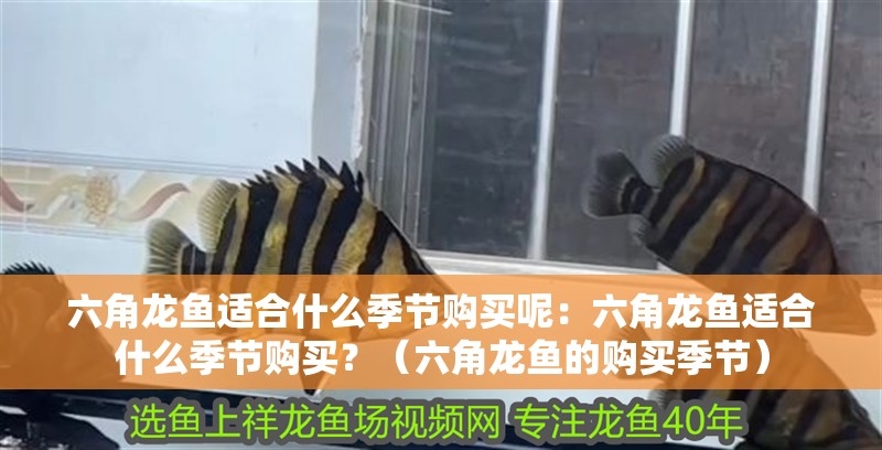 六角龍魚適合什么季節購買呢：六角龍魚適合什么季節購買？（六角龍魚的購買季節）