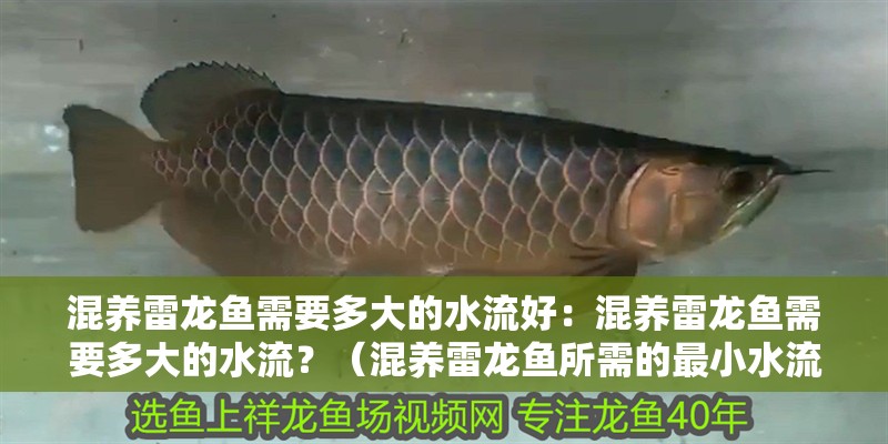 混養雷龍魚需要多大的水流好：混養雷龍魚需要多大的水流？（混養雷龍魚所需的最小水流大小）