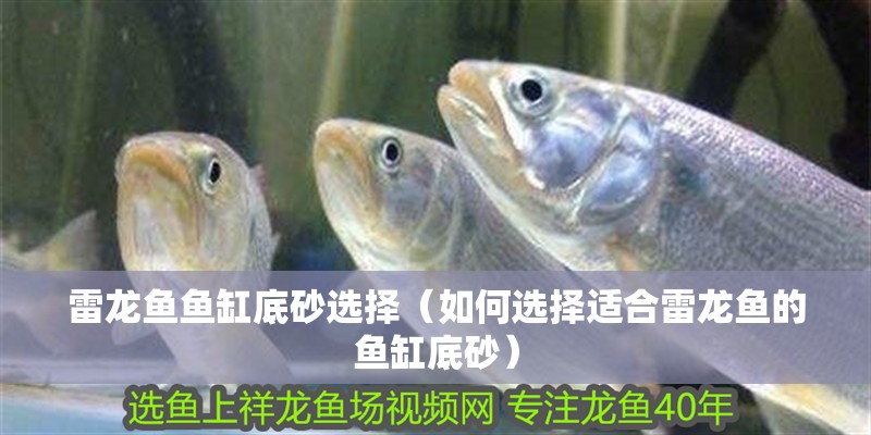 雷龍魚魚缸底砂選擇（如何選擇適合雷龍魚的魚缸底砂）