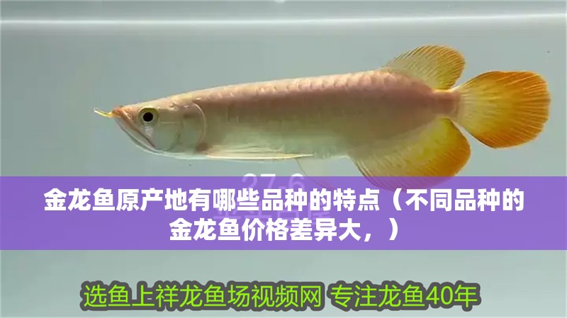 金龍魚原產地有哪些品種的特點（不同品種的金龍魚價格差異大，） 金龍魚原產地有哪些品種的特點（不同品種的金龍魚價格差異大，） 龍魚百科