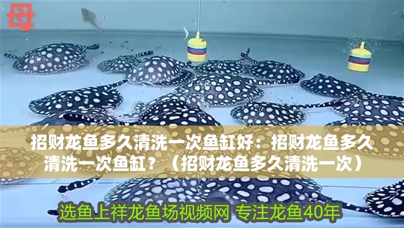 招財龍魚多久清洗一次魚缸好：招財龍魚多久清洗一次魚缸？（招財龍魚多久清洗一次）