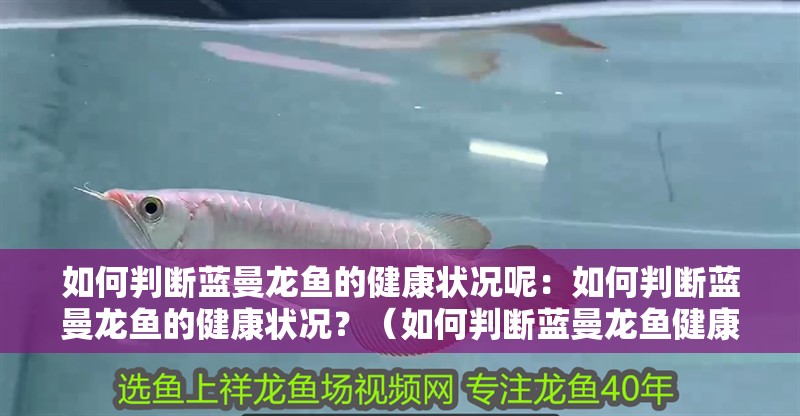 如何判斷藍曼龍魚的健康狀況呢：如何判斷藍曼龍魚的健康狀況？（如何判斷藍曼龍魚健康狀況） 如何判斷藍曼龍魚的健康狀況呢：如何判斷藍曼龍魚的健康狀況？（如何判斷藍曼龍魚健康狀況） 水族問答