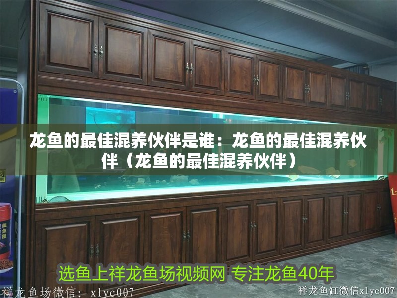 龍魚的最佳混養(yǎng)伙伴是誰(shuí)：龍魚的最佳混養(yǎng)伙伴（龍魚的最佳混養(yǎng)伙伴）