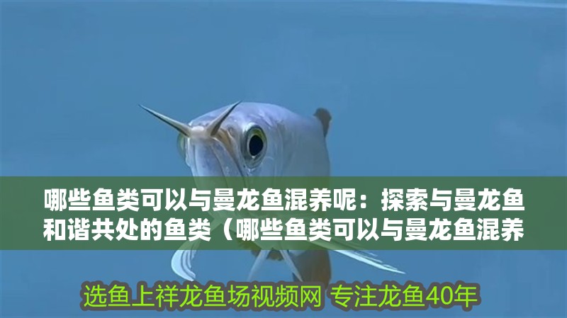 哪些魚類可以與曼龍魚混養呢：探索與曼龍魚和諧共處的魚類（哪些魚類可以與曼龍魚混養）