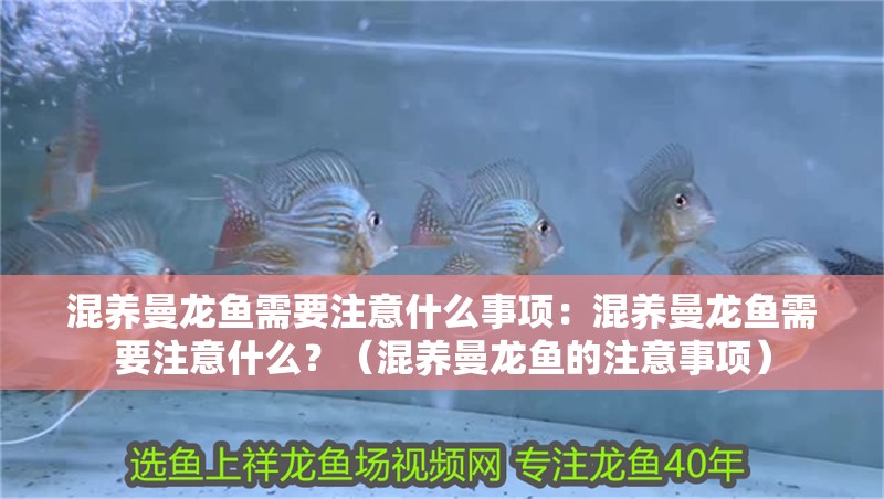 混養曼龍魚需要注意什么事項：混養曼龍魚需要注意什么？（混養曼龍魚的注意事項）