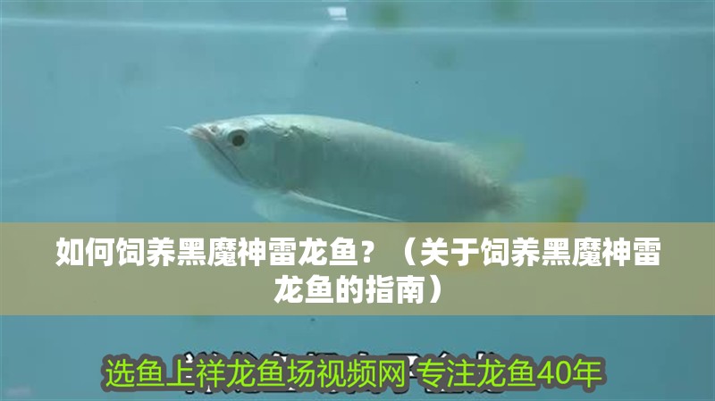 如何飼養(yǎng)黑魔神雷龍魚？（關(guān)于飼養(yǎng)黑魔神雷龍魚的指南） 如何飼養(yǎng)黑魔神雷龍魚？（關(guān)于飼養(yǎng)黑魔神雷龍魚的指南） 龍魚百科