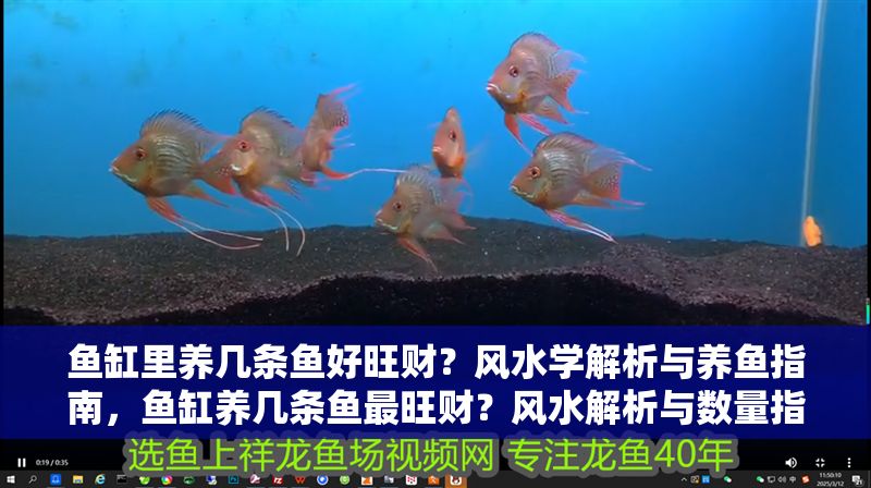 魚缸里養(yǎng)幾條魚好旺財(cái)？風(fēng)水學(xué)解析與養(yǎng)魚指南，魚缸養(yǎng)幾條魚最旺財(cái)？風(fēng)水解析與數(shù)量指南