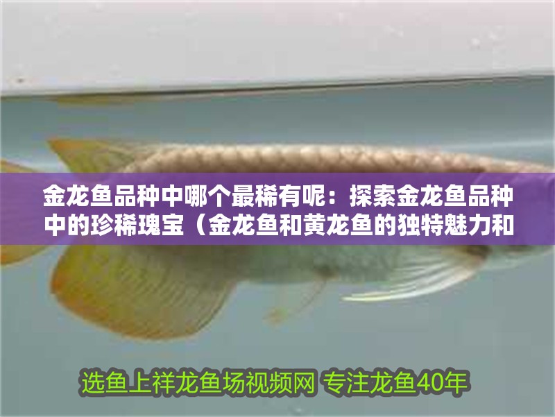 金龍魚品種中哪個最稀有呢：探索金龍魚品種中的珍稀瑰寶（金龍魚和黃龍魚的獨特魅力和珍貴之處）
