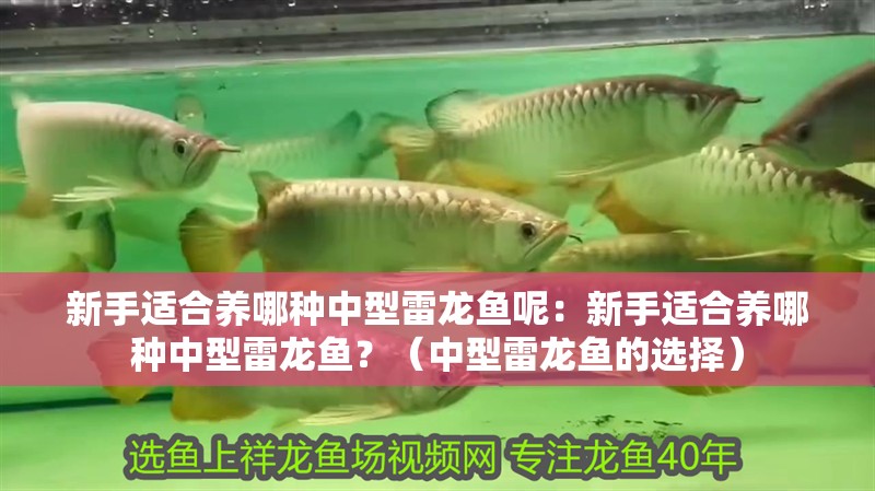 新手適合養哪種中型雷龍魚呢：新手適合養哪種中型雷龍魚？（中型雷龍魚的選擇）