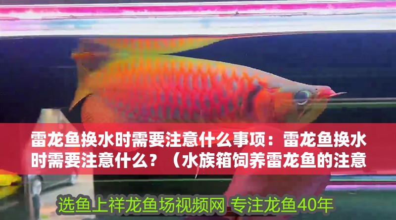 雷龍魚換水時需要注意什么事項：雷龍魚換水時需要注意什么？（水族箱飼養雷龍魚的注意事項）