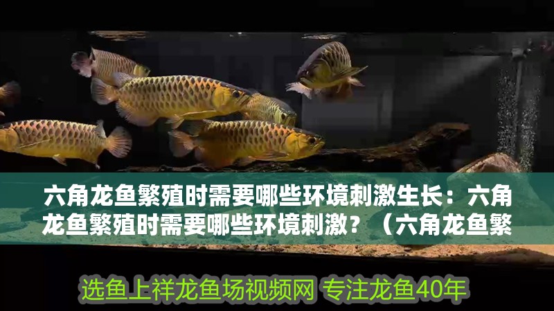 六角龍魚繁殖時(shí)需要哪些環(huán)境刺激生長(zhǎng)：六角龍魚繁殖時(shí)需要哪些環(huán)境刺激？（六角龍魚繁殖時(shí)需要哪些環(huán)境刺激？）